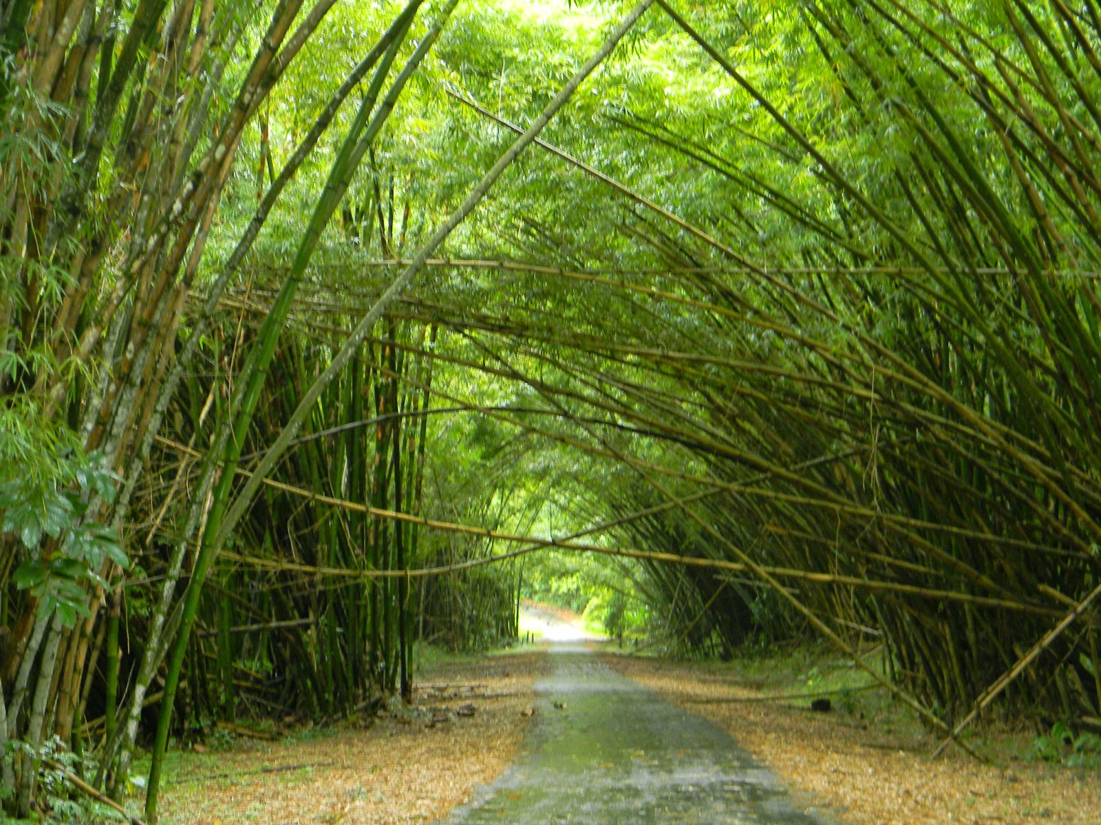 Bamboo Cathedral Chaguaramas, Trinidad West Indies An Ecotourism