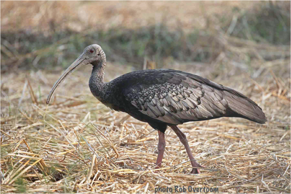 សត្វត្រយ៉ង (Pseudibis gigantean) News go Online