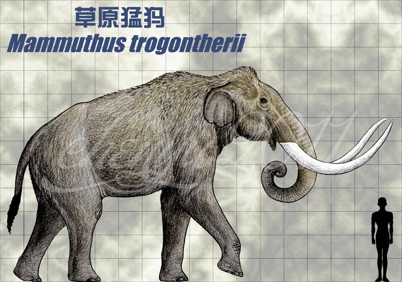 Степной мамонт mammuthus trogontherii. Степной мамонт. Мамонт трогонтерий. Степной трогонтериевый мамонт. Степной мамонт.