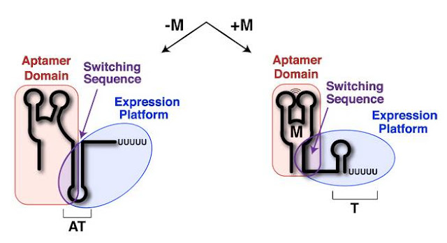 Structure of riboswitches