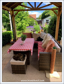  Hanging Out Under The Gazebo with Pandora and Parsley ©BionicBasil® The Pet Parade 362