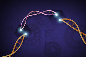 AAV-CRISPR mediated gene editing corrects Duchene Muscular Dystrophy phenotype
