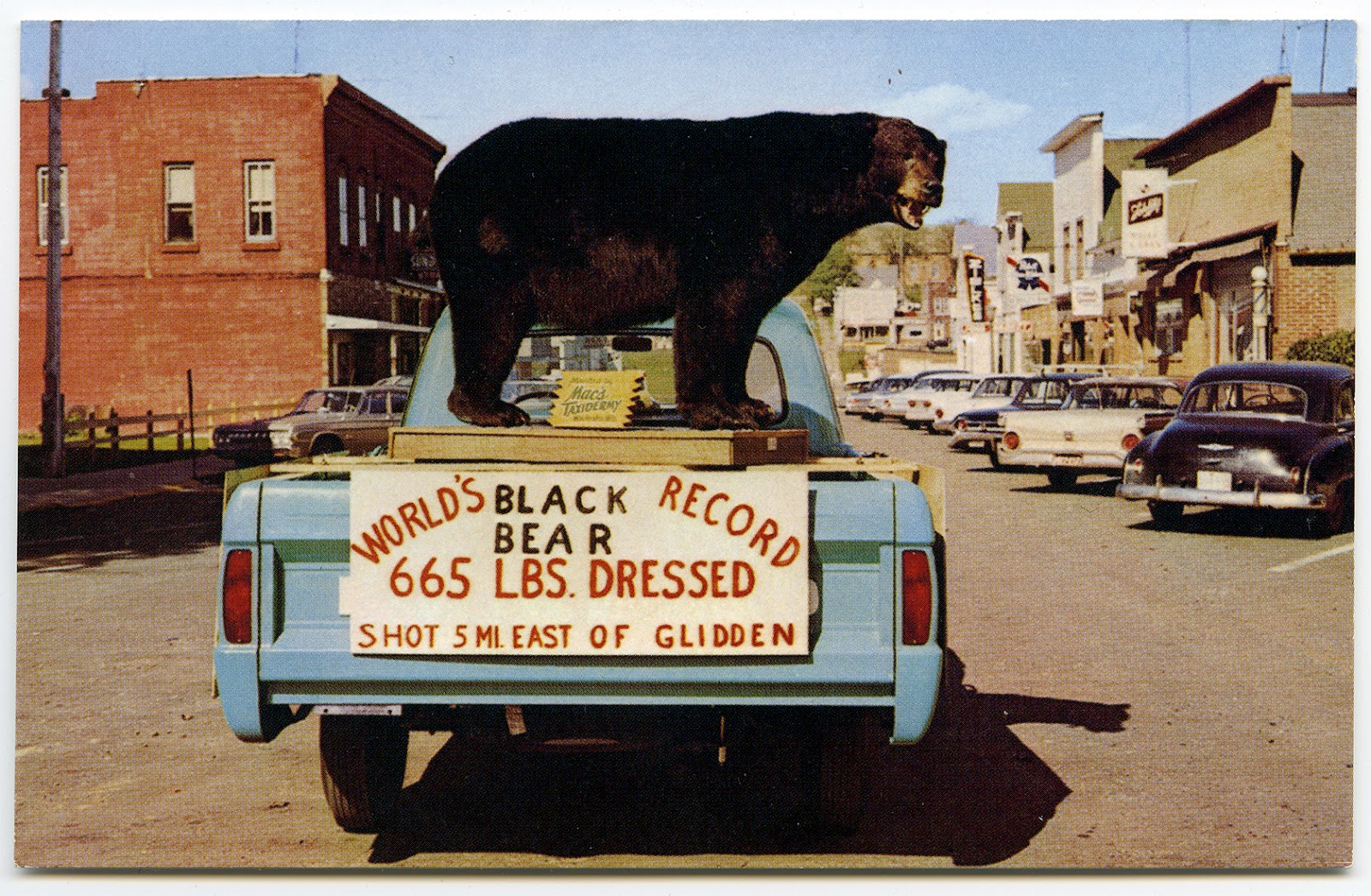 The Wisconsin Project Found World's Record Black Bear, Glidden, WI