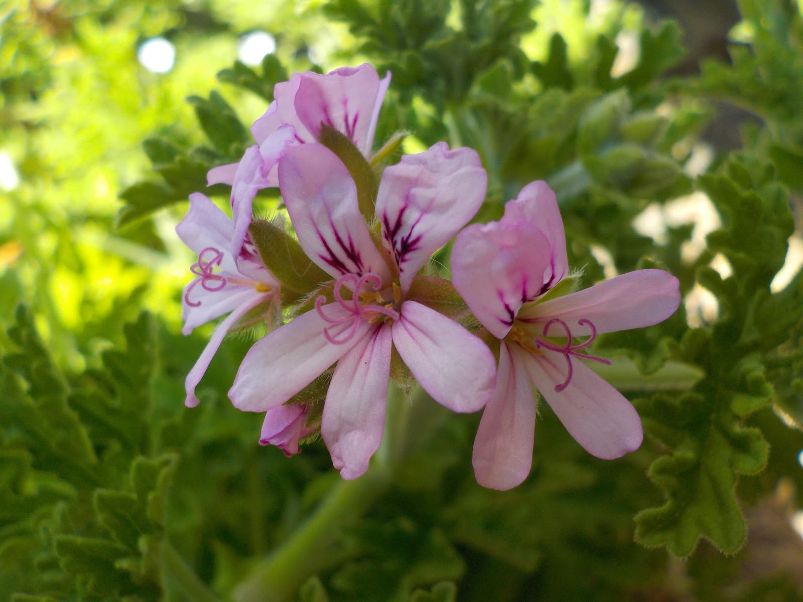a hopeful nature SweetlyScented Rose Geranium