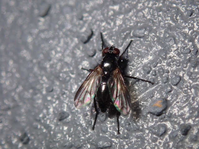 Paykullia maculata Paykullia maculata