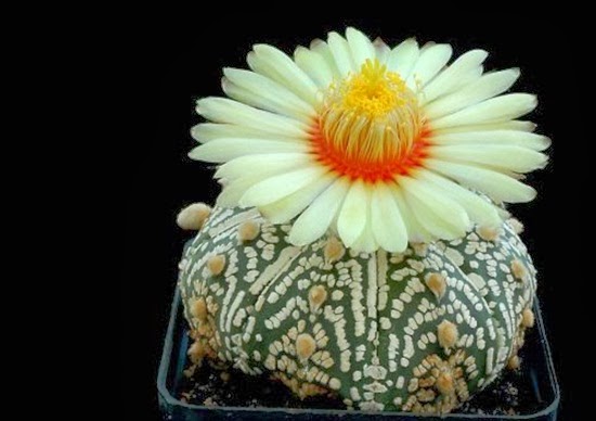 http://www.funmag.org/pictures-mag/flowers/beautiful-cactus-flower-30-photos/
