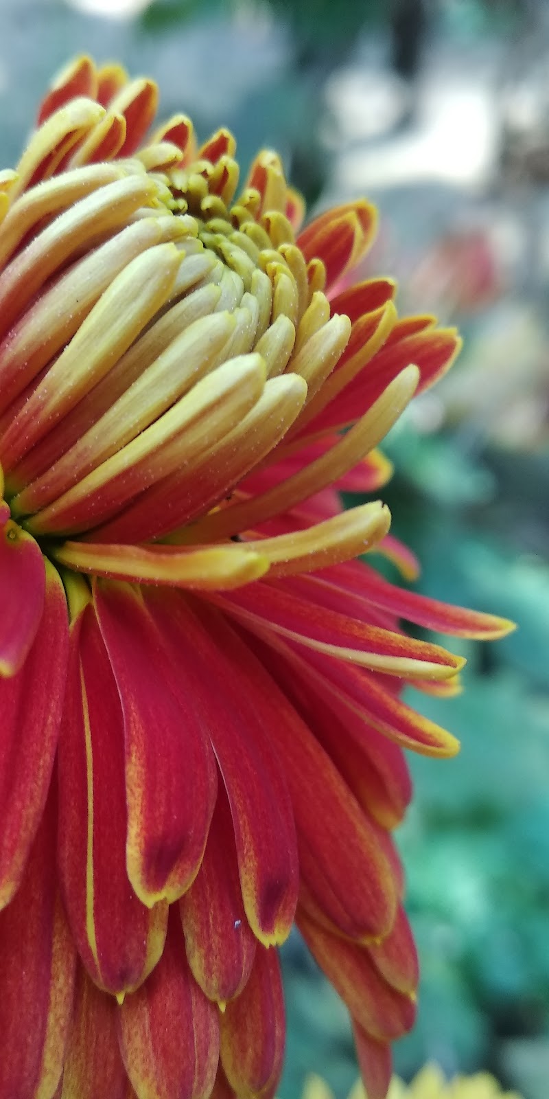 Download best flower wallpapers