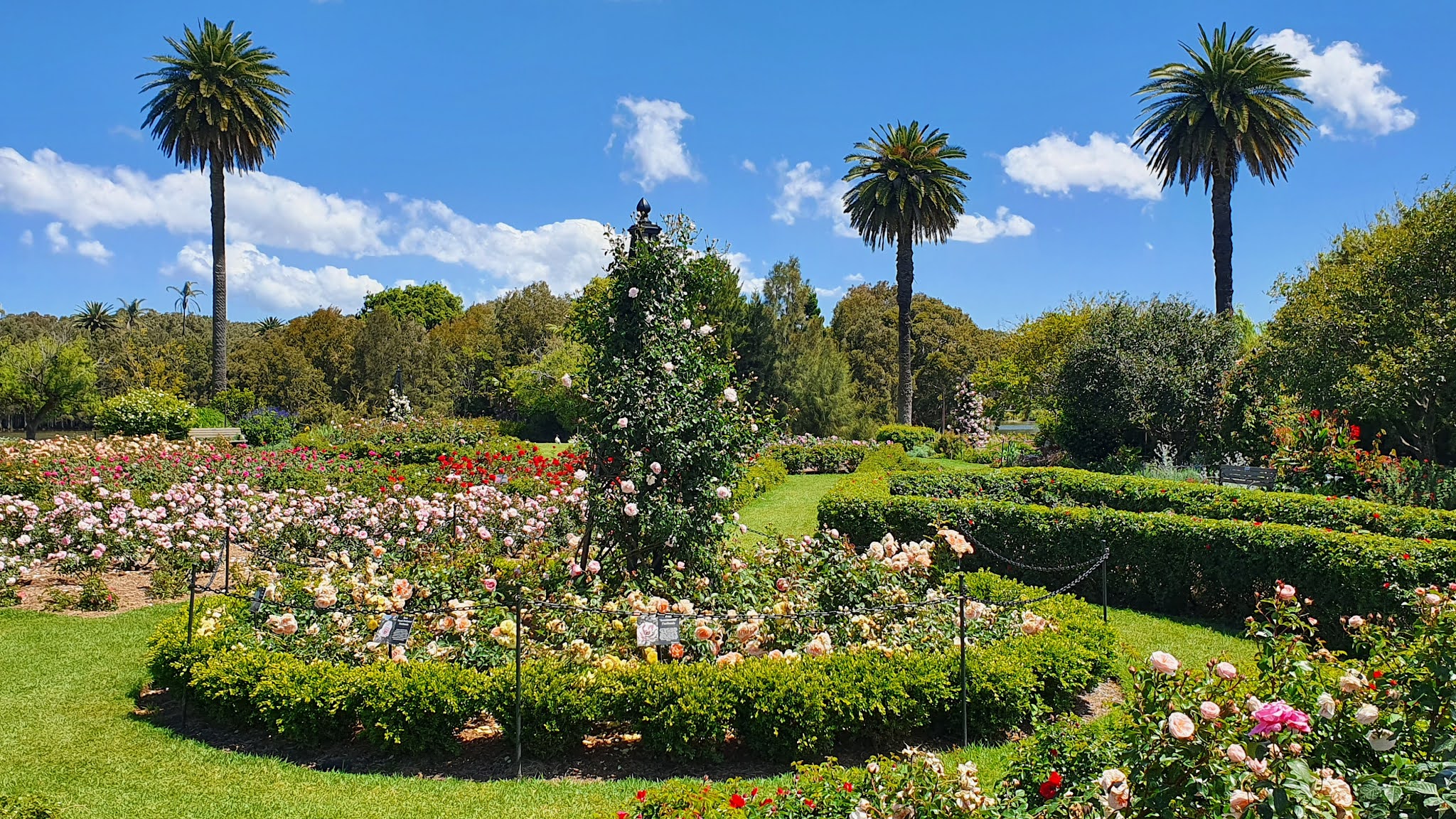 Sydney City and Suburbs Centennial Park, Rose Garden