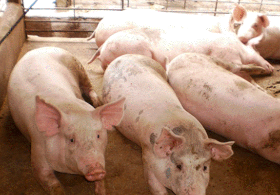 Wow..Daging Babi 9 Kali Picu Inflasi di Bali