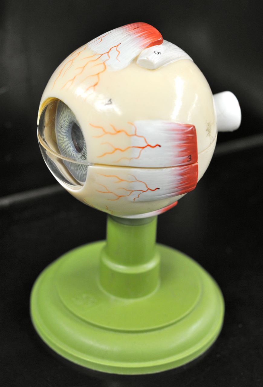 Human Anatomy Lab: Eye Models