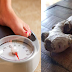 Here's The Best Way On How To Use Ginger To Reduce Weight Within 30 Days
