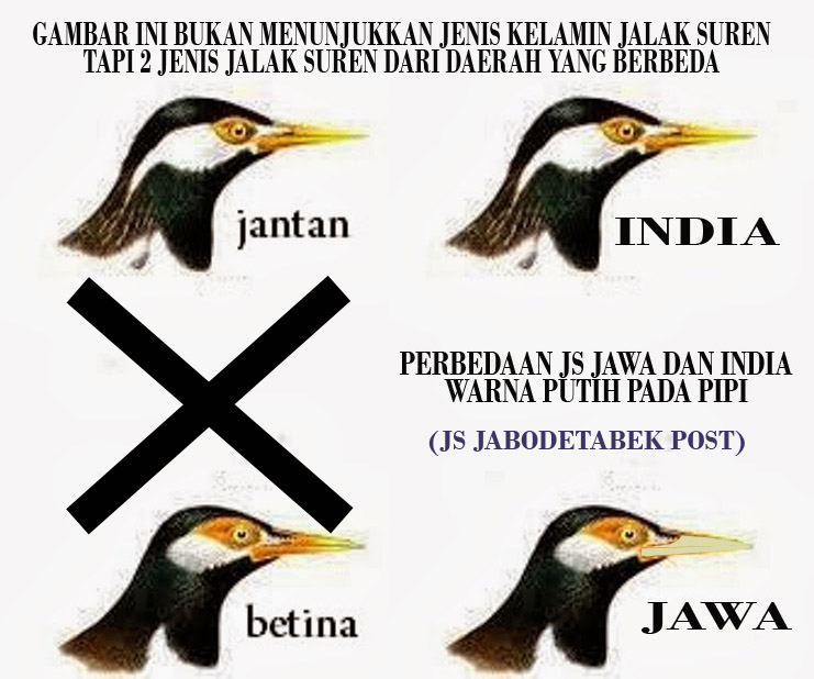 Cara Beternak Burung Jalak Suren Terbaru dan Terlengkap