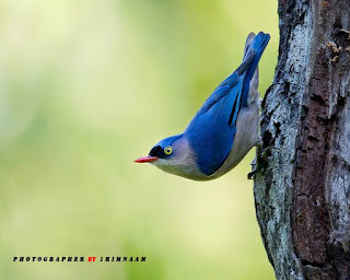 Burung rambatan