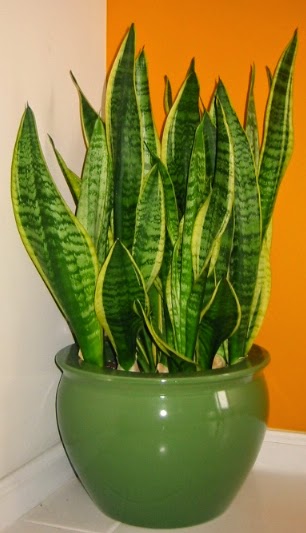 Botanical discoveries: 10 nice house plants to clean your ...