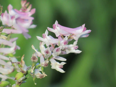 where to find wildflowers in northern California