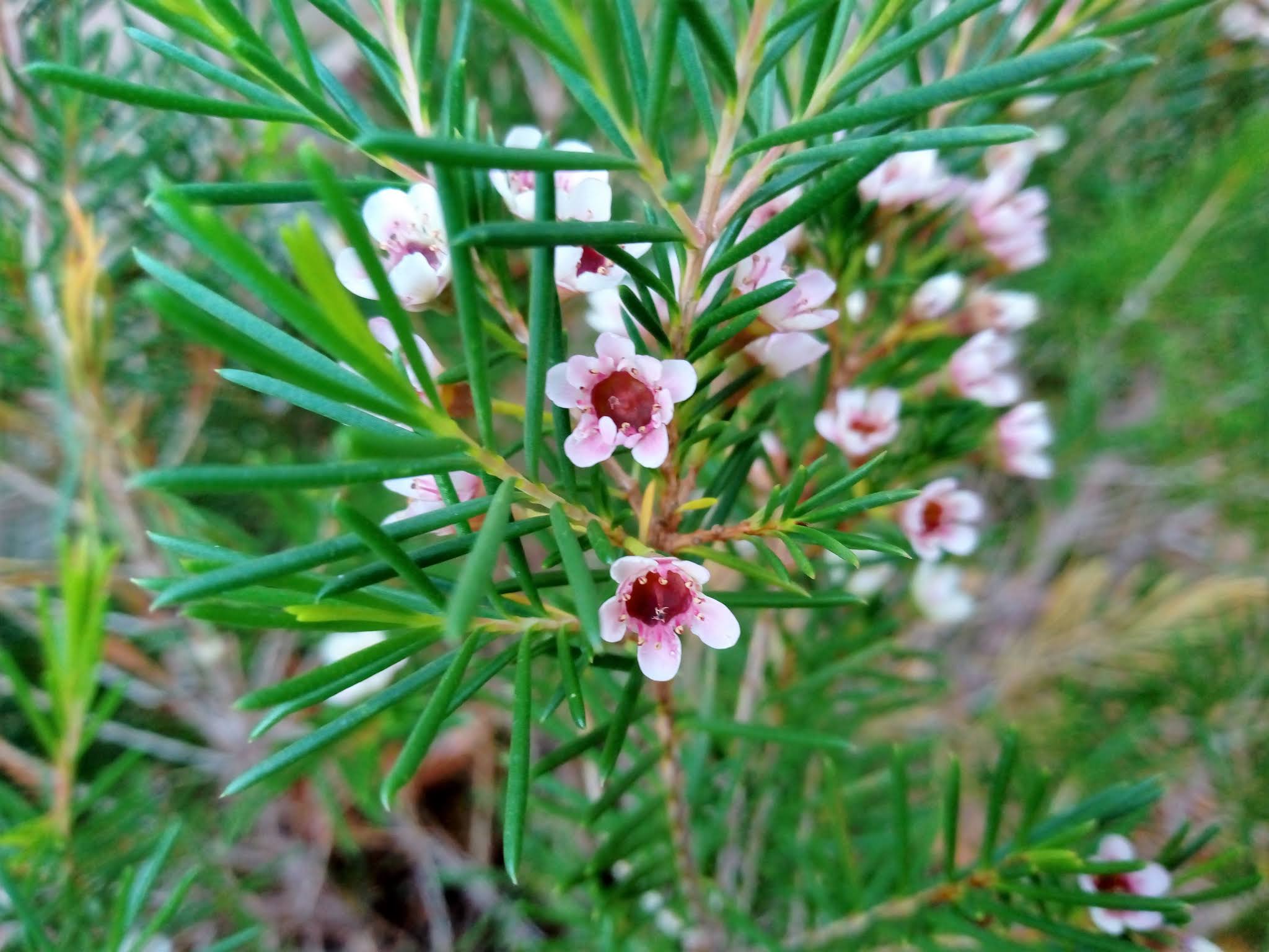 Chamelaucium uncinatum Desf. (Flor de cera).