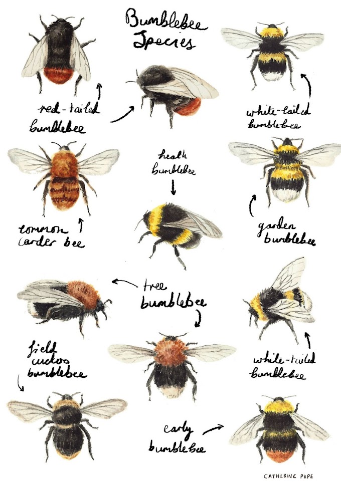 Types of Bumble Bee - Bee Illustrations by Catherine Pape
