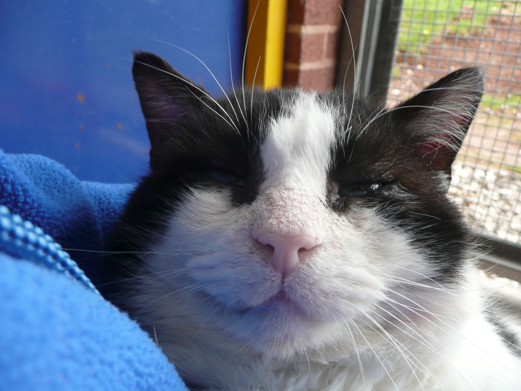 Cats Protection Exeter Axhayes Adoption Centre Bob's Story