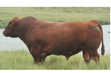 gambar sapi shorthorn gambar sapi shorthorn