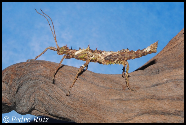 Ninfa macho L3 de Haaniella erringtoniae, 5 cm de longitud Ninfa macho L3 de Haaniella erringtoniae, 5 cm de longitud