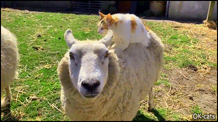 Funny Cat GIF • Weird back massage. Cat making biscuits on back sheep. Amazing interspecies friendship Funny Cat GIF • Weird back massage. Cat making biscuits on back sheep. Amazing interspecies friendship