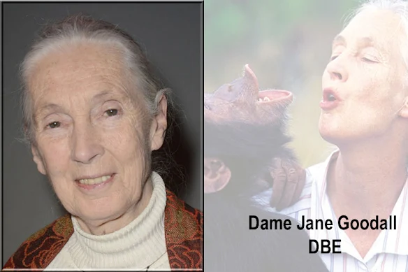 Jane Goodall. Collage: PoC. Photos in public domain.