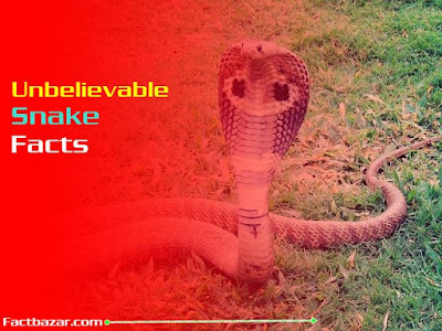 unbelievable,animal facts,snake facts,snakes,unbelievable facts about snakes,unbelievable snake facts,facts,5 unbelievable and amazing facts about snakes,amazing facts,