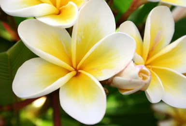 Nursery Plants: Tropical Flowers | Tropical Rainforest Flowers | Tundra