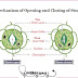 Explain the mechanism of opening and closing of stomata