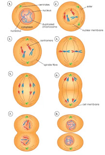  Mitosis  Mitosis