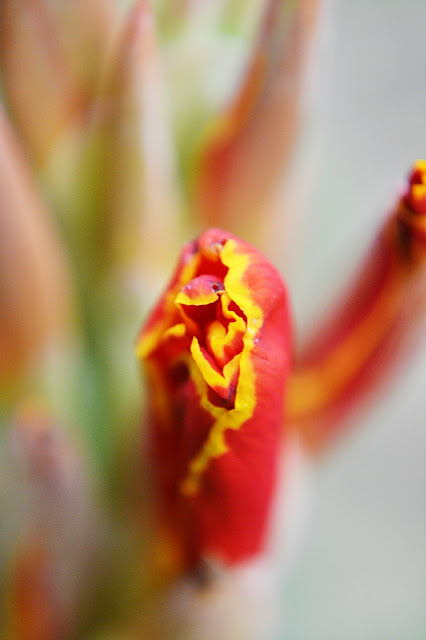 Flower image Flower image