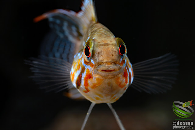 Apistogramma sp. unibrow / sp. D50