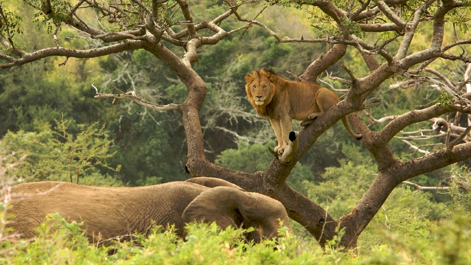 Top 10 Tourist Attractions In South Africa Travel Blog
