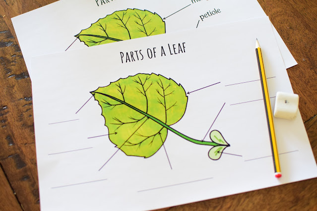 Parts of a Leaf Study for Kids | The Pinay Homeschooler