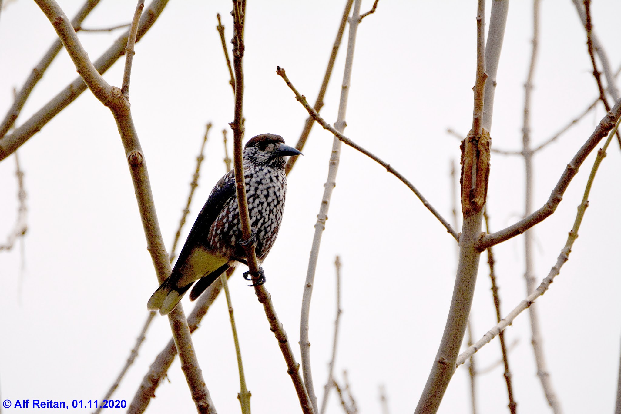 nøttekråke havnevik nesjestranda 01 . 11 . 2020 legg til bildetekst