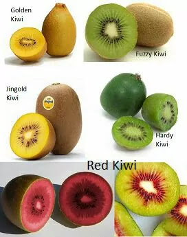 List-of-weight-loss-fruits-kiwi List of weight loss fruits, kiwi