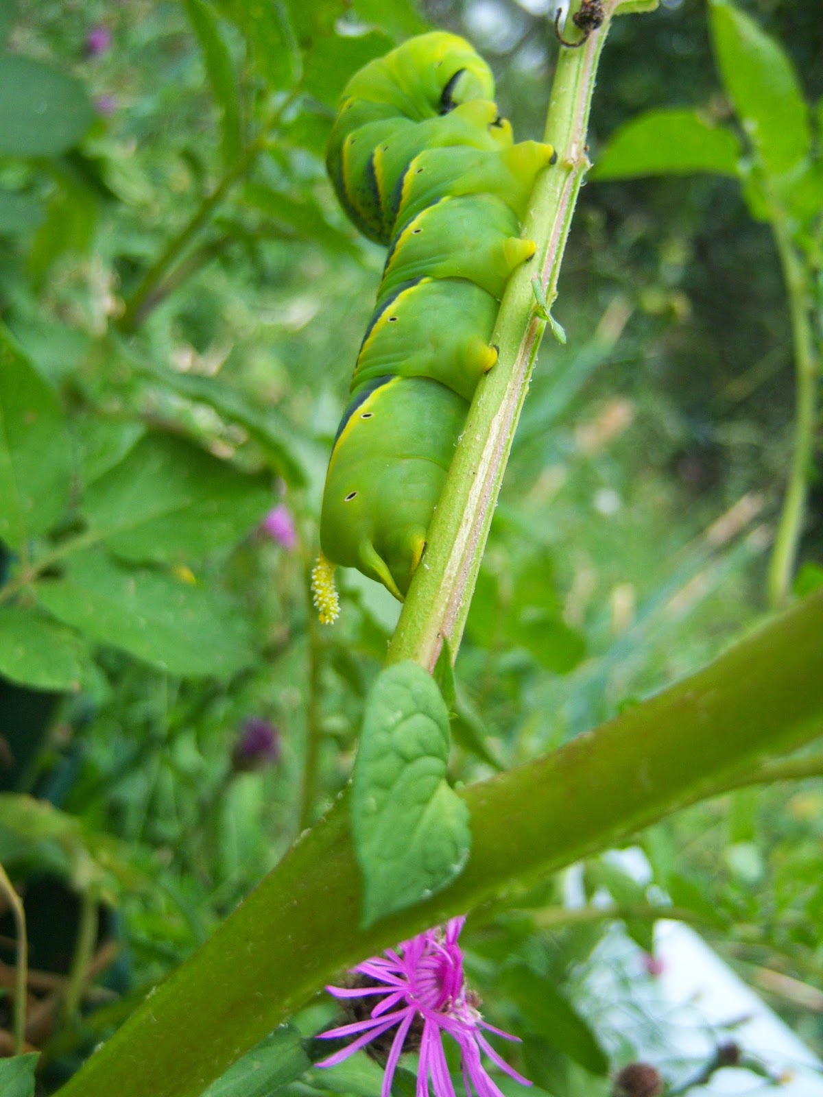 Oruga Acherontia artropos - Asturias