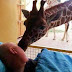 Girafa dá um beijo de despedida no tratador em estado terminal