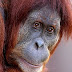 Orangotango foi usada como prostituta durante anos em bordel asiático