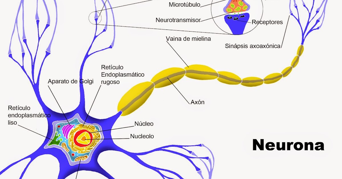 Neuropsicología La Neurona Neuropsicología La Neurona