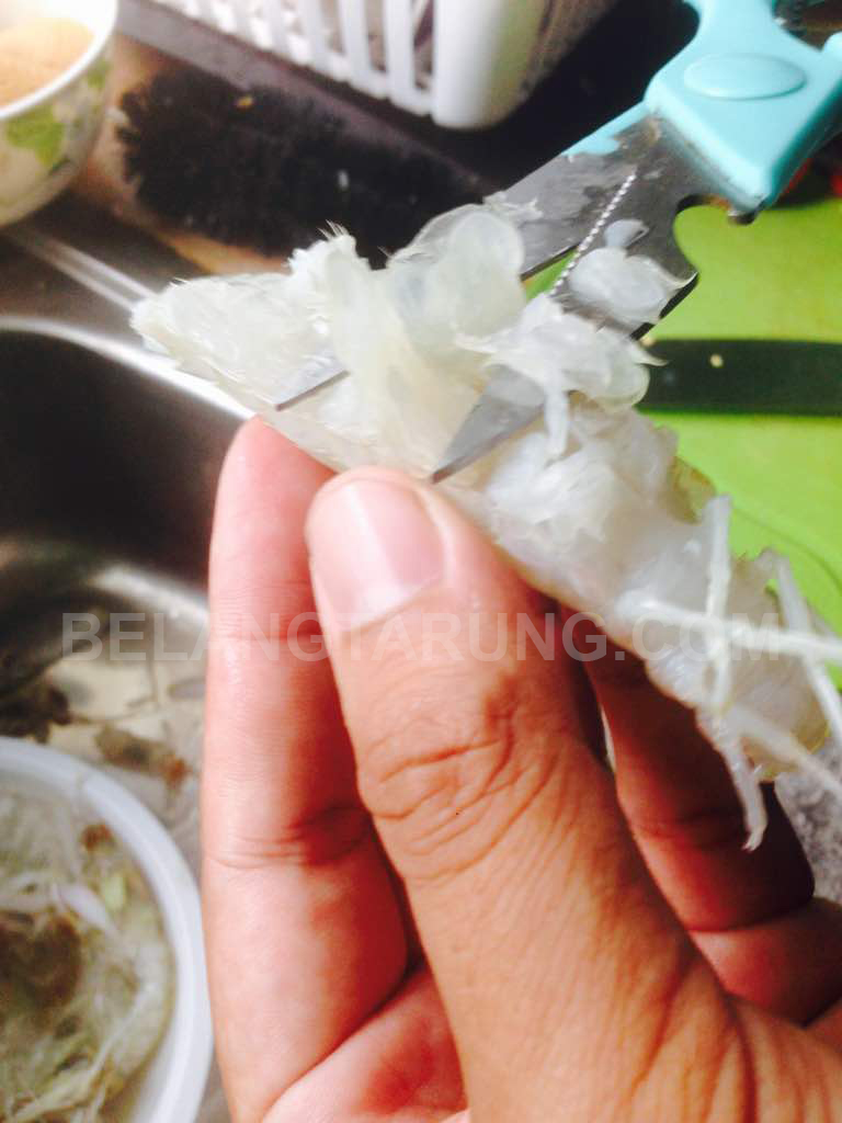 Cara Siang Udang Lipan Atau Udang Ketak Mantis Shrimp