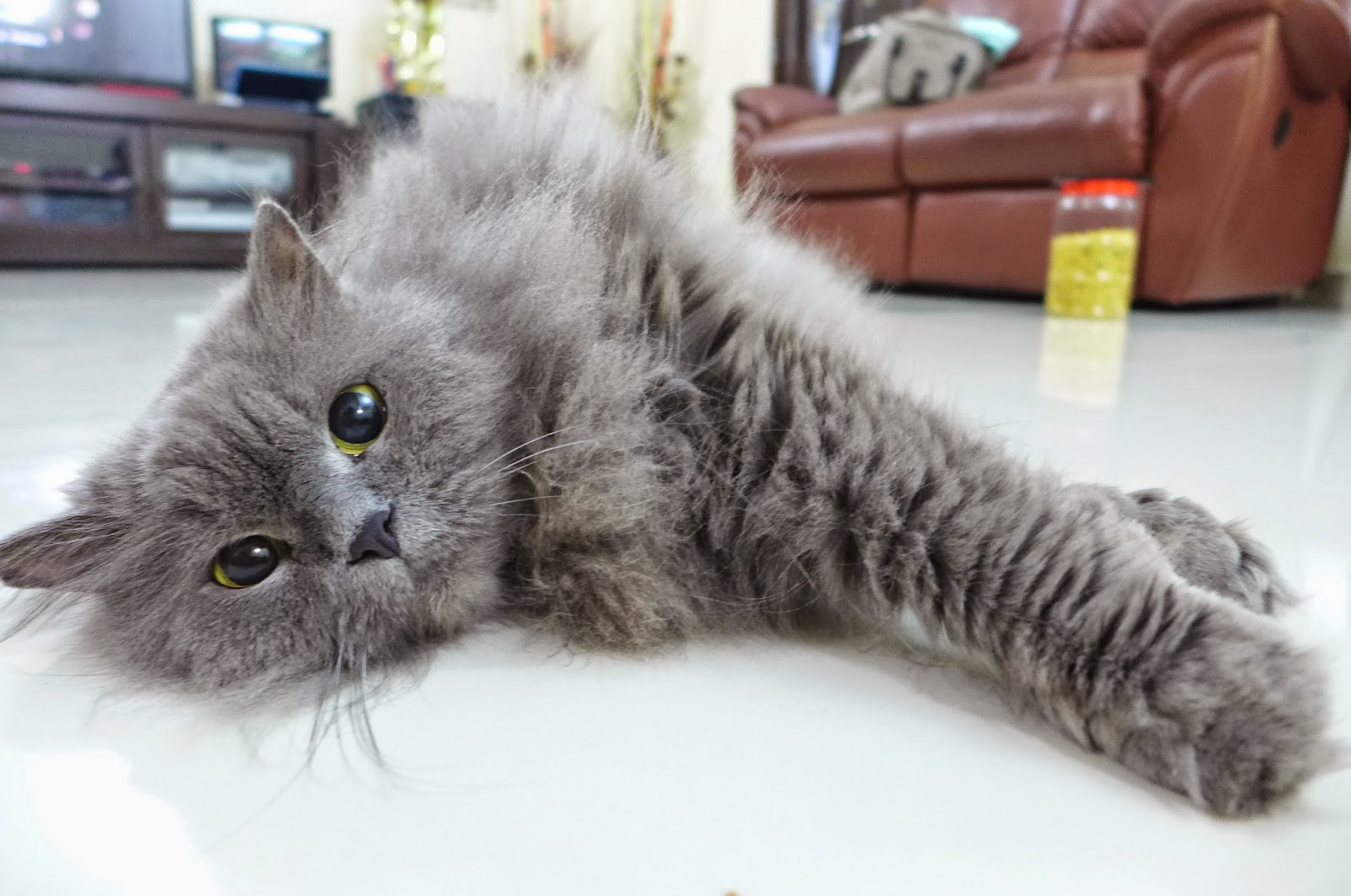 Gambar Kucing Parsi Yang Comel Dan Gebu - Koleksi Gambar HD