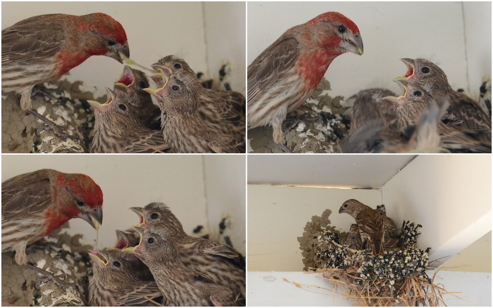 House Finch - House Finch Diet