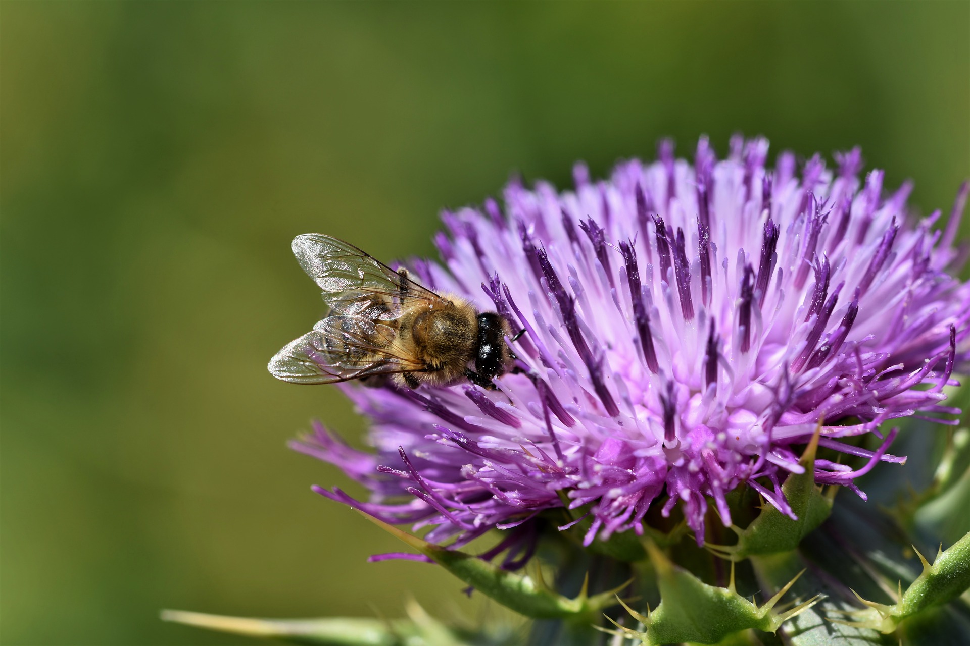 Common Garden Pests