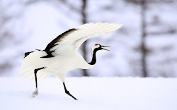 crane birds flying wild cranes bird grass animation stand