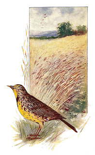 bird lark digital download illustration