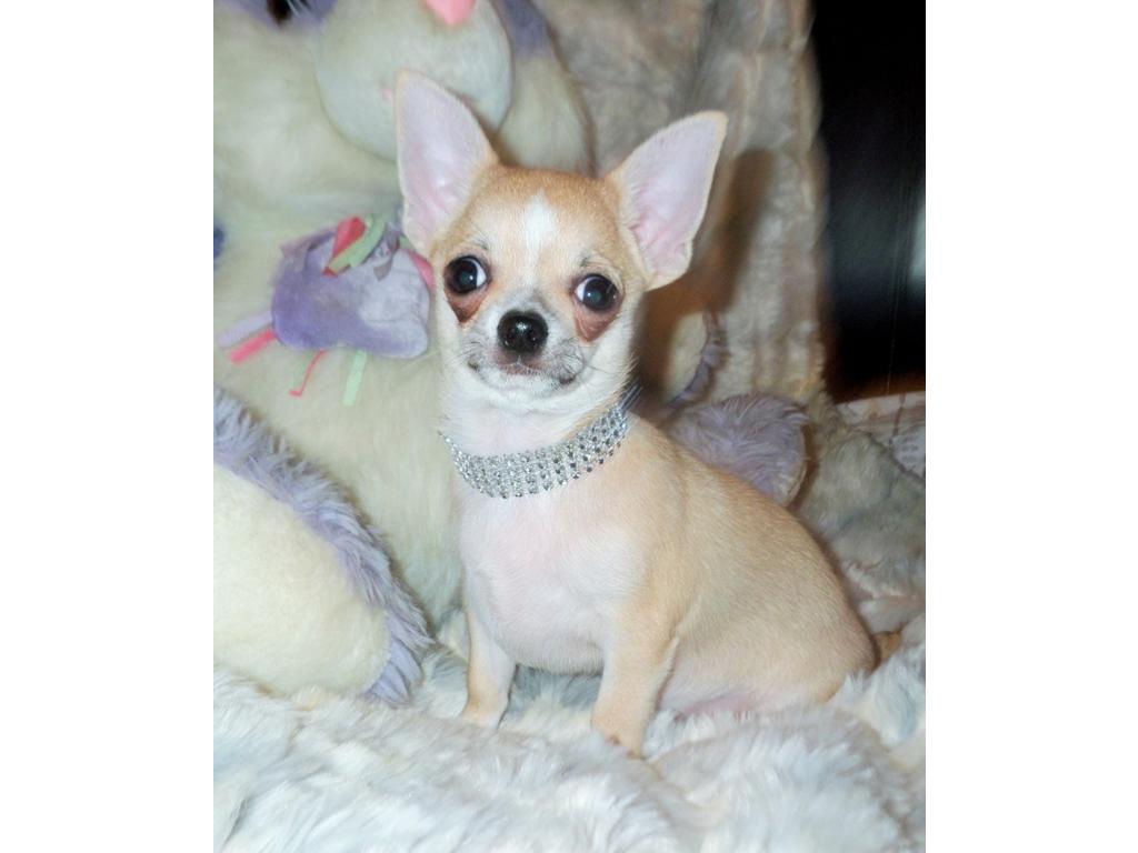 KUWAIT DOGS AND PUPPIES FOR SALE DOGS IN KUWAIT DOGS AND PUPPIES