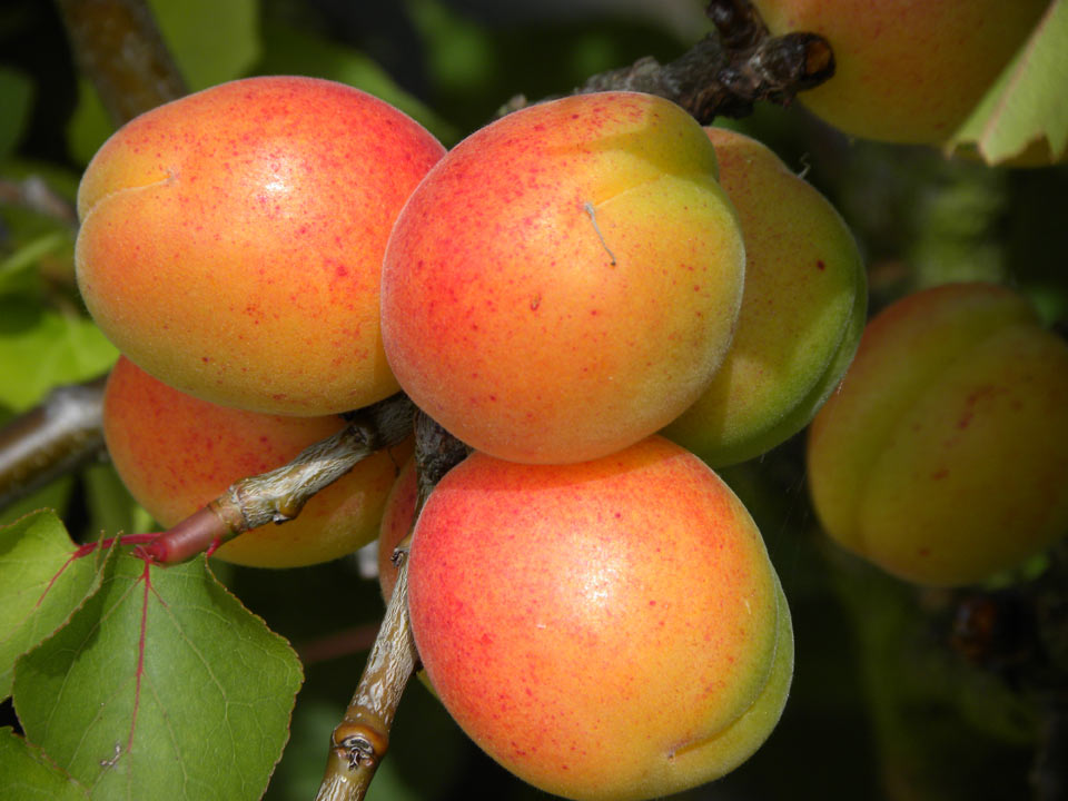 Growing Apricots