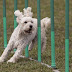 Pumis - What a Unique Breed thumbnail