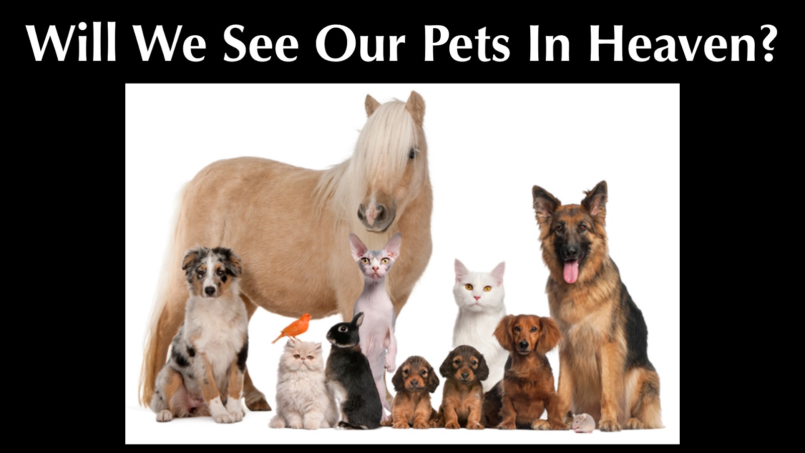 Pets are our friends. Dog than. Кошка и собака на белом фоне. Говорящие животные собаки кошки. Домашние питомцы на белом фоне.